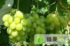 陕西大荔维多利亚：范家镇张波
