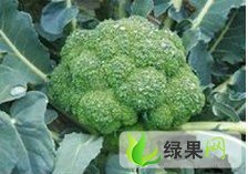 甘肃榆中松花：西兰花定远镇李军