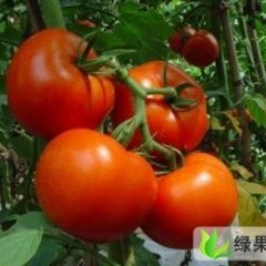 山东莘县拉比：位庄镇马