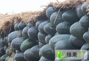 湖北宜城供应黑皮大冬瓜：男和刘先生