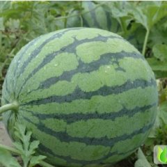 我镇8月初将成熟大量优质花皮西瓜