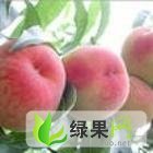 陕西大荔 阿布白桃：范家镇李吉红