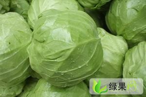 供应黑龙江甘蓝 绿球