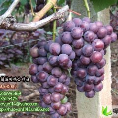 山东临朐巨峰葡萄：辛寨王帆