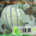 河南开封无籽西瓜预计6月上市，欢迎提前订购