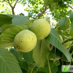 陕西大荔县青皮核桃大量上市