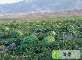 白银市扎子塬魏彦龙：金花一号. 京城5号