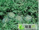 湖北钟祥市花皮无籽：官庄湖唐先生