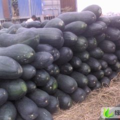 河南中牟子弹头黑皮冬瓜：韩寺李文成