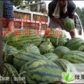 山西忻府西农8号：曹张村郭先生