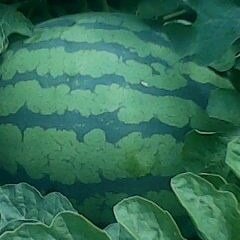 黑龙江北林地雷瓜：红旗乡刘欢