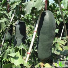 河南中牟子弹头黑皮冬瓜：韩寺镇王帅