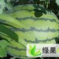 内蒙古松山地雷瓜：当铺地赵先生