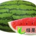 山西定襄8424西瓜：受录乡赵萃飞