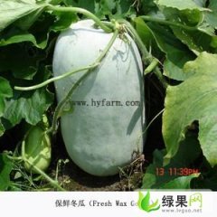 河南夏邑子弹头黑皮冬瓜：王集乡周先生