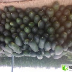 河南中牟子弹头黑皮冬瓜：韩寺李东莹