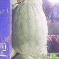 龙旋风、亚洲王西瓜已经大量上市了。/