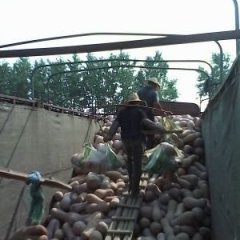 密本南瓜早熟上车0.24 晚熟上车0.3