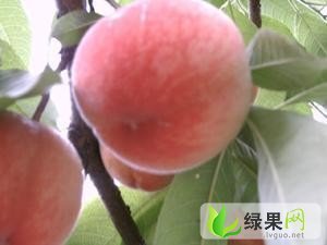 2013山东蒙阴蜜桃7月20日最新报价