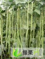 山东定陶豆角：黄店蔬王汝刚0.3-0.8元/斤