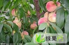 陕西大荔 阿布白桃：范家镇岳先生