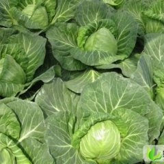 湖北老河口旺旺系列甘蓝：王甫州秦明昌