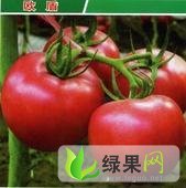 山东东昌府欧冠：张炉集宋广立