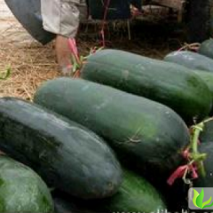 河南郸城铁冠军冬瓜：钱店镇钱高磊