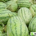 安徽怀远西农8号：沙沟村刘先生