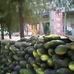 河南原阳子弹头黑皮冬瓜：福宁集张兴富