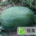 山东单县龙卷风：龙王庙赵洪臣