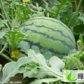 内蒙古元宝山京欣：平庄镇张艳明