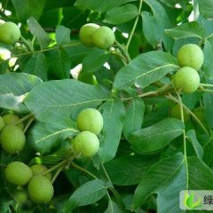 河南洛阳青皮核桃基地