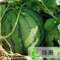 辽宁建平京欣：黑水镇魏志强