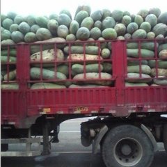 湖北嘉鱼白皮冬瓜：潘家湾刘国杰