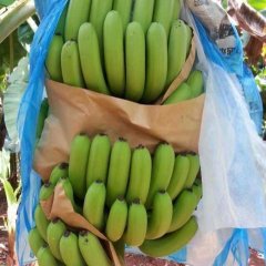 广西西乡塘威廉斯大基地磨花垫把香蕉：坛洛镇邓生