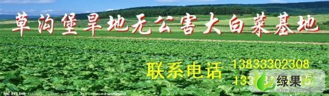 河北蔚县草沟堡大白菜最新报价0.15-0.20元