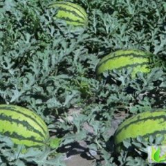 甘肃会宁丰抗8号：郭城乡罗震