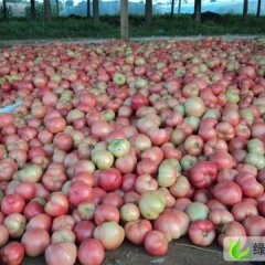 河北乐亭豫艺粉冠：闫各庄石成金