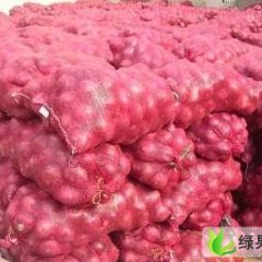 甘肃肃州圆葱（卡木一）洋葱：三墩镇焦祥明