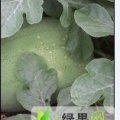 山东单县庆红宝：孙六成洪臣