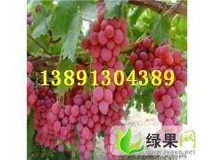 陕西大荔红提葡萄产地，雨棚红提葡萄产地批发价格