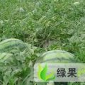 黑龙江省绥化红旗乡地雷西瓜，代办杨晓龙