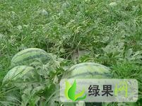 黑龙江省绥化红旗乡地雷西瓜，代办杨晓龙