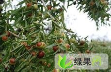 陕西大荔冬枣：水枣 供应