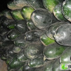 江苏大丰子弹头黑皮冬瓜：新丰镇胡玉英