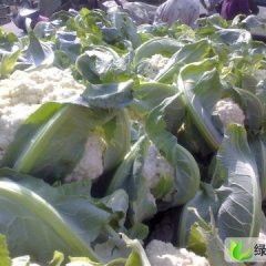 山东肥城雪玉菜花：王庄镇郭启银