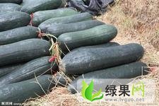 河南武陟子弹头黑皮冬瓜：帖心农许保来