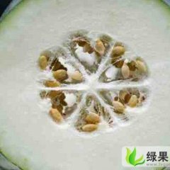 安徽谯城冬瓜：张店乡付四华