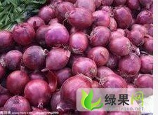 甘肃金塔紫皮洋葱：金达刘文荣